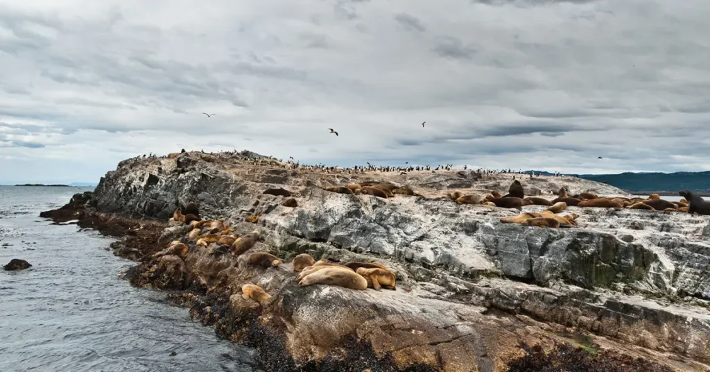 Wildlife in Patagonia